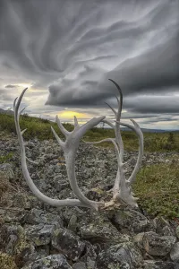 Lenticular Clouds Form Overtop Of Crow Mountain While A Set Of Caribou Antlers Lie Lenticular Clouds Form Overtop Of Crow Mountain While A Set Of Caribou Antlers Lie