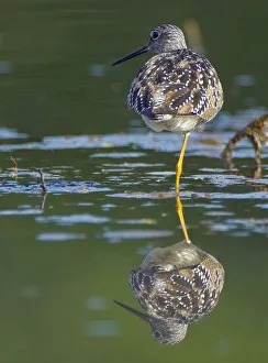 Sandpipers Gallery: Lesser Yellowlegs Collection