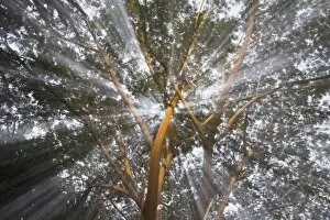 Images Dated 10th November 2007: Light Streams Through Tropical Tree, Costa Rica
