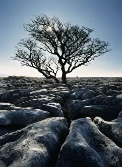 Images Dated 1st July 2008: Limestone Pavement At Twisleton Scars, Yorkshire Dales National Park, North Yorkshire, England, Uk
