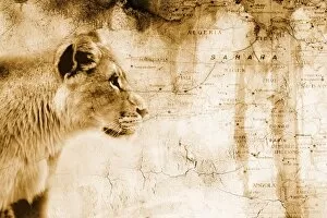 Images Dated 29th April 2007: Lion In Front Of An Old Map Of Africa