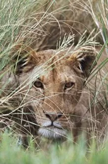 Images Dated 4th November 2009: Lioness Peering Through Grass, Africa