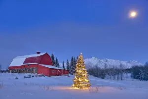 Lit Christmas Tree In A Snow Covered Field Standing In Front Of A Vintage Red Barn At Dusk With Chugach Mountains
