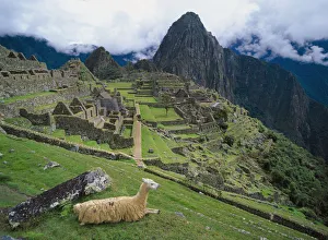 Llama At Machu Picchu's Ancient Ruins With Huayna Picchu In The Background Llama At Machu Picchu's Ancient Ruins With Huayna Picchu In The Background