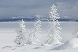 Lodgepole pine trees in front of snow covered Yellowstone Lake in winter, YNP, USA Lodgepole pine trees in front of snow covered Yellowstone Lake in winter, YNP, USA