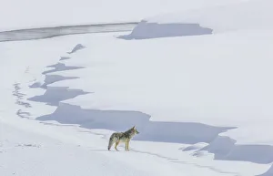 Lone coyote standing on a snowy landscape in winter, Yellowstone National Park, Wyoming, USA Lone coyote standing on a snowy landscape in winter, Yellowstone National Park, Wyoming, USA