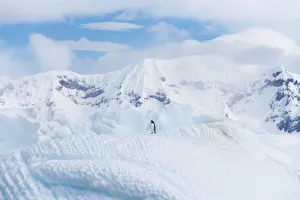 Lone Gentoo penguin on the top of an iceberg in Antarctica Lone Gentoo penguin on the top of an iceberg in Antarctica