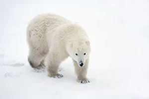 A Lone Polar Bear (Ursus Maritimus) Walks Up And Stares Into The Camera With A Curious Look; Churchill, Manitoba A Lone Polar Bear (Ursus Maritimus) Walks Up And Stares Into The Camera With A Curious Look; Churchill, Manitoba