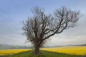A Lone Tree On The Edge Of A Yellow Field; Northumberland, England A Lone Tree On The Edge Of A Yellow Field; Northumberland, England
