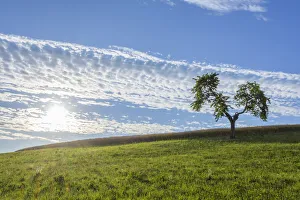 Lone Tree in Meadow with Sun in Summer, Reichartshausen, Miltenberg District, Bavaria, Germany Lone Tree in Meadow with Sun in Summer, Reichartshausen, Miltenberg District, Bavaria, Germany