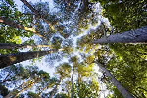 East Lothian Gallery: Looking Up at Scots Pine Trees, East Lothian, Scotland