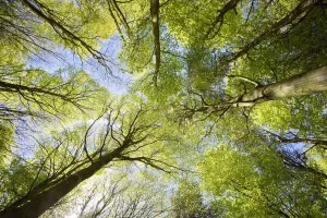 East Lothian Gallery: Looking up at Tree Tops, East Lothian, Scotland