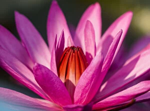 Lotus flower on a lake, Thailand