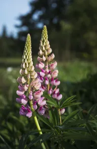Lupine Blooms In A Garden; Astoria, Oregon, United States Of America Lupine Blooms In A Garden; Astoria, Oregon, United States Of America