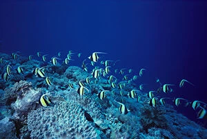 Images Dated 14th April 1999: Malaysia, Sipadan Island, School Of Moorish Idols Over Reef, Blue Ocean