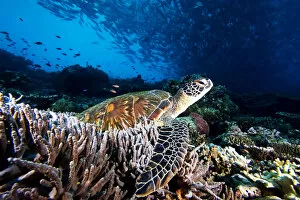Images Dated 14th June 2005: Malaysia, Sipidan, Green Sea Turtle (Chelonia Mydas) On Coral Reef