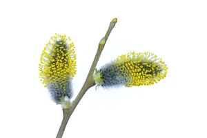 male catkin from a goat willow tree on a white background, studio shot male catkin from a goat willow tree on a white background, studio shot