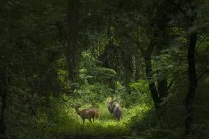 Male With Two Female Nyala Antelope, Nyala Wildlife Park, Near Chikwawa; Malawi