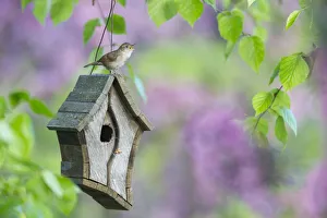 Male House Wren (Troglodytes Aedon) Calls From A Bird House, Hubbard County; Minnesota Male House Wren (Troglodytes Aedon) Calls From A Bird House, Hubbard County; Minnesota