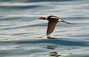 A Male Long-Tailed Duck In Winter Plumage In Flight Over Kachemak Bay Along The Homer Spit In Homer A Male Long-Tailed Duck In Winter Plumage In Flight Over Kachemak Bay Along The Homer Spit In Homer