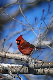 Images Dated 23rd March 2006: Male Northern Cardinal Bird