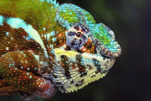 Male panther chameleon (furcifer pardalis);British columbia canada Male panther chameleon (furcifer pardalis);British columbia canada