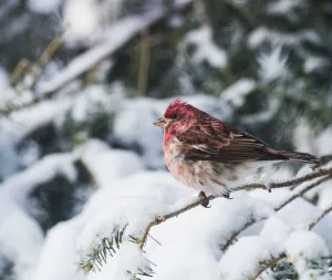 Male Purple Finch On A Snow Covered Tree; Ontario, Canada Male Purple Finch On A Snow Covered Tree; Ontario, Canada