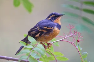 Male Varied Thrush (Ixoreus Naevius) Perched On Mountain Ash Branch, Fairbanks, Alaska, Fall Male Varied Thrush (Ixoreus Naevius) Perched On Mountain Ash Branch, Fairbanks, Alaska, Fall