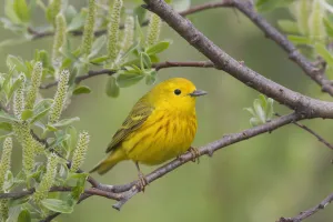 A Male Yellow Warbler Perched In A Willow, Copper River Delta, Near Cordova, Southcentral Alaska, Spring A Male Yellow Warbler Perched In A Willow, Copper River Delta, Near Cordova, Southcentral Alaska, Spring