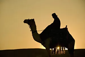 Images Dated 9th November 2008: Man On Camel At Dusk Near The Pyramids