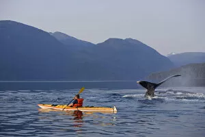 Images Dated 13th August 2005: Man Sea Kayaking Near Swimming Pod Of Humpback Whales Inside Passage Southeast Alaska Summer