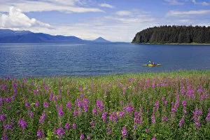 Images Dated 22nd July 2005: Man Sea Kayaking Along Shoreline Of Admiralty Island W / Fireweed Southeast Ak Inside Passage Summer