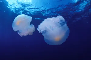 Marshall Islands, Kwajalein Atoll, Pair Of Jellyfish (Olindas Sp?) Marshall Islands, Kwajalein Atoll, Pair Of Jellyfish (Olindas Sp?)