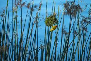 Masked Weaver Hanging From Nest On The Banks Of The Shire River, Liwonde National Masked Weaver Hanging From Nest On The Banks Of The Shire River, Liwonde National