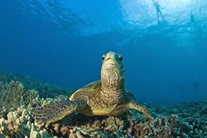 Maui Hawaii Usa; Green Sea Turtle Cleaning Station Maui Hawaii Usa; Green Sea Turtle Cleaning Station