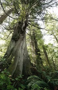 Meares Island, British Columbia, Canada; Cedar And Fir Trees Meares Island, British Columbia, Canada; Cedar And Fir Trees