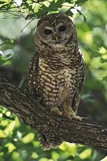 Images Dated 4th November 2009: Mexican Spotted Owl On Perch In Gambel Oak