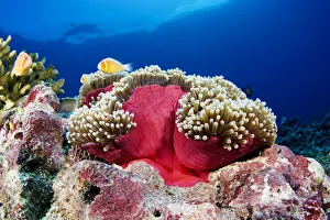 Micronesia, Anemonefish (Amphiprion Perideraion) And Sea Anemone (Heteractis Magnifica) ; Yap Micronesia, Anemonefish (Amphiprion Perideraion) And Sea Anemone (Heteractis Magnifica) ; Yap