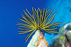 Micronesia, Bright Yellow Crinoid (Comanthus Bennetti), Blue Ocean Background Micronesia, Bright Yellow Crinoid (Comanthus Bennetti), Blue Ocean Background