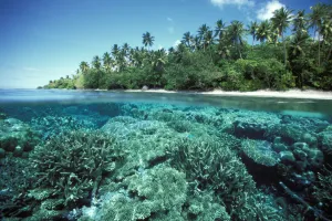 Micronesia, Caroline Islands, Pohnpei, Over/Under Of Hard Coral Reef At Ant Atoll Micronesia, Caroline Islands, Pohnpei, Over/Under Of Hard Coral Reef At Ant Atoll