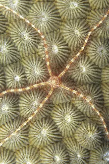 Images Dated 16th October 2001: Micronesia, Close-Up Brittle Star (Ophiothrix Sp?) On Hard Coral (Diploastrea Heliopora)