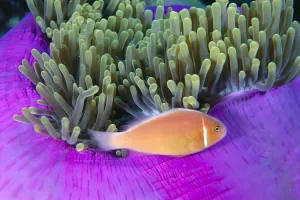 Micronesia, Close-Up Of Pink Anemonefish With Anemone (Amphiprion Peraderaion) Micronesia, Close-Up Of Pink Anemonefish With Anemone (Amphiprion Peraderaion)