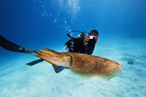 Micronesia, Diver With Camera Swims Near Common Cuttlefish; Palau Micronesia, Diver With Camera Swims Near Common Cuttlefish; Palau