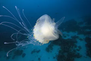 Images Dated 26th January 2005: Micronesia, Palua, Jellyfish (Cephea Cephea) Near The Ocean Floor