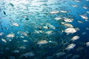 Micronesia, Schooling Bigeye Jack Fish (Caranx Sexfasciatus) ; Yap Micronesia, Schooling Bigeye Jack Fish (Caranx Sexfasciatus) ; Yap