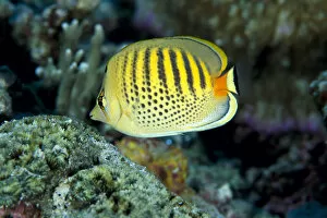 Images Dated 3rd December 1996: Micronesia, Spot-Banded Butterflyfish (Chaetodon Punctatofasciatus) B1968
