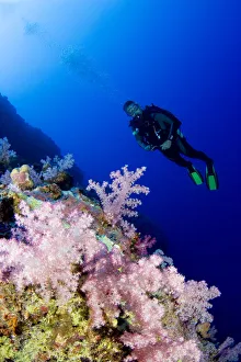 Micronesia, Yap, Acyonarian Coral Illuminated With Diver Above Micronesia, Yap, Acyonarian Coral Illuminated With Diver Above