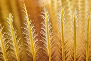 This is a microscopic look at the detail on an Indian feather duster worm (Sabellastarte indica) This is a microscopic look at the detail on an Indian feather duster worm (Sabellastarte indica)