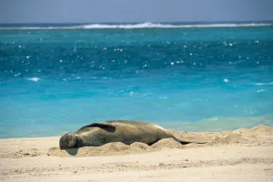 Midway Atoll, Hawaiian Monk Seal Laying In Sand With Eyes Closed, Turquoise Ocean Midway Atoll, Hawaiian Monk Seal Laying In Sand With Eyes Closed, Turquoise Ocean