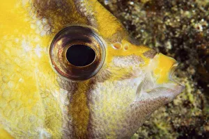 Milletseed Butterflyfish (Chaetodon Miliaris) Close-Up Eye Detail Milletseed Butterflyfish (Chaetodon Miliaris) Close-Up Eye Detail